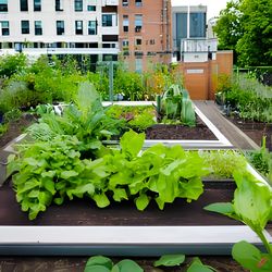 دربارۀ این مقاله بیشتر بخوانید The Surprising Connection Between Urban Gardens and Mental Health