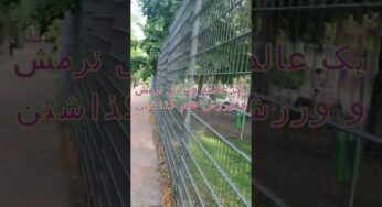 باورم نمیشه که اینا , اینقدر با این درخت دشمن باشن ! 😲😨😱