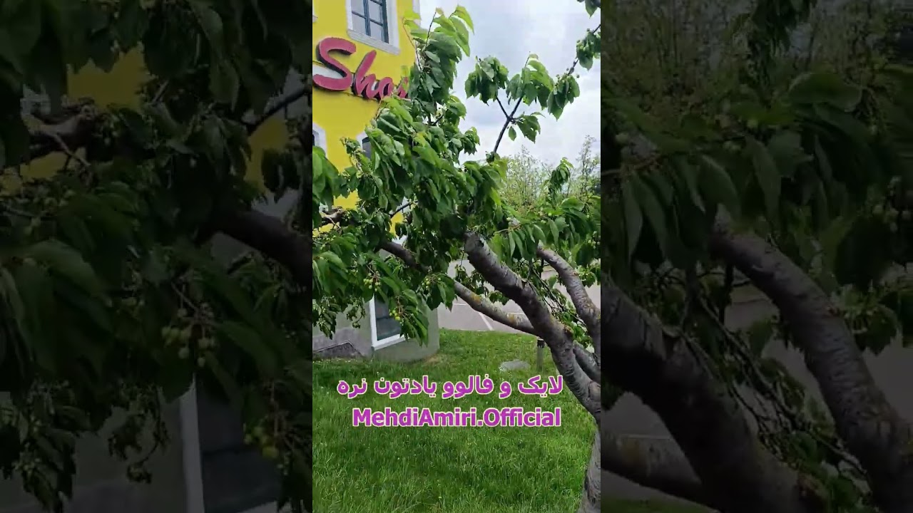 دربارۀ این مقاله بیشتر بخوانید بازم همون بلای همیشگی سرم اومد!😲😨😱Oldtimer Guntramsdorf