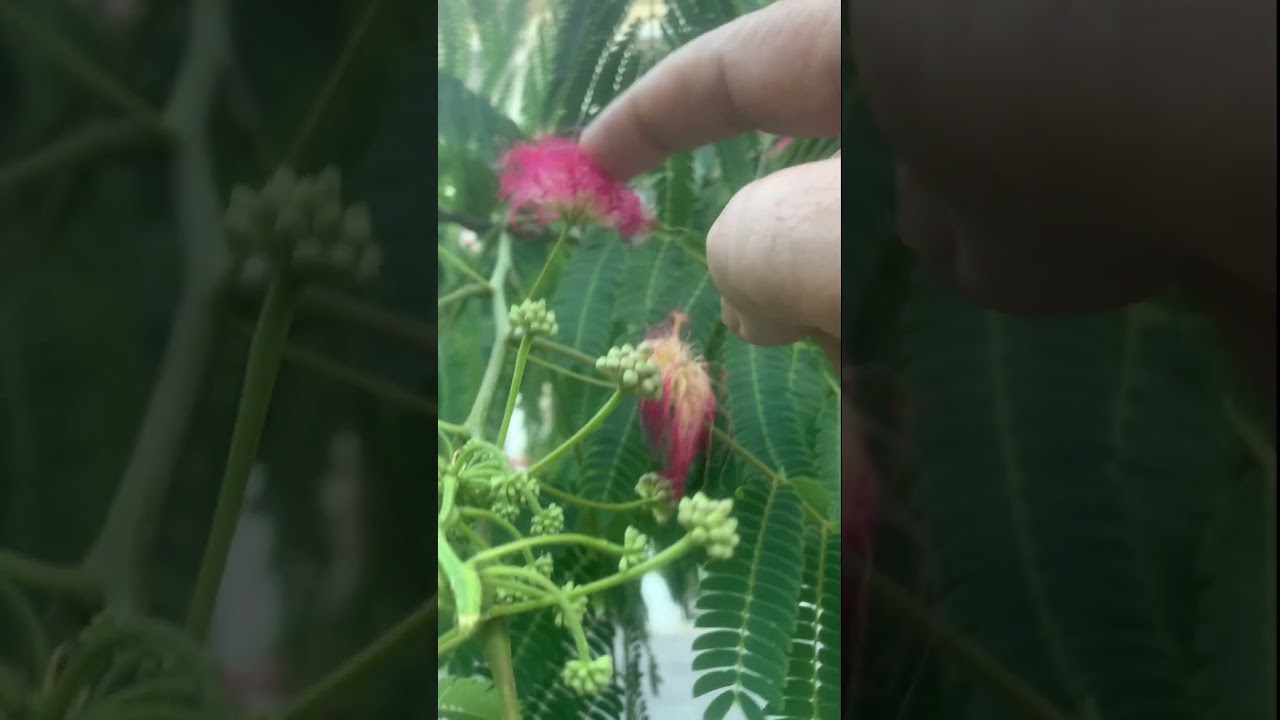 دربارۀ این مقاله بیشتر بخوانید 🌸 یک شاهکار ایرانی در قلب اروپا! 🌸🤩😍😎🙏