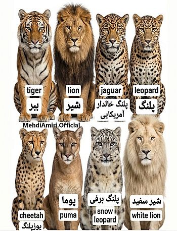 دربارۀ این مقاله بیشتر بخوانید شما فرق اینا رو میدونین؟! اسماشونو بلدین ؟! 😨😱