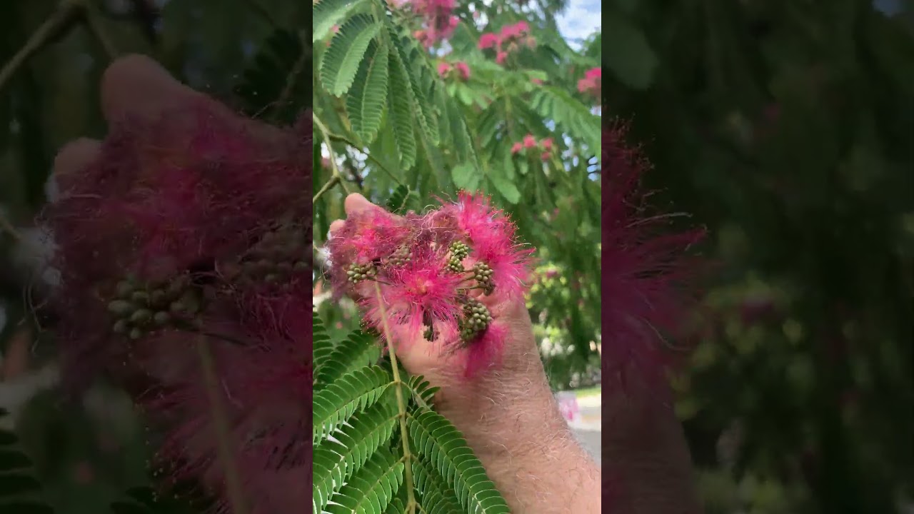 دربارۀ این مقاله بیشتر بخوانید دیدار با هموطن‌های بی‌زبون! 😲😍🙏