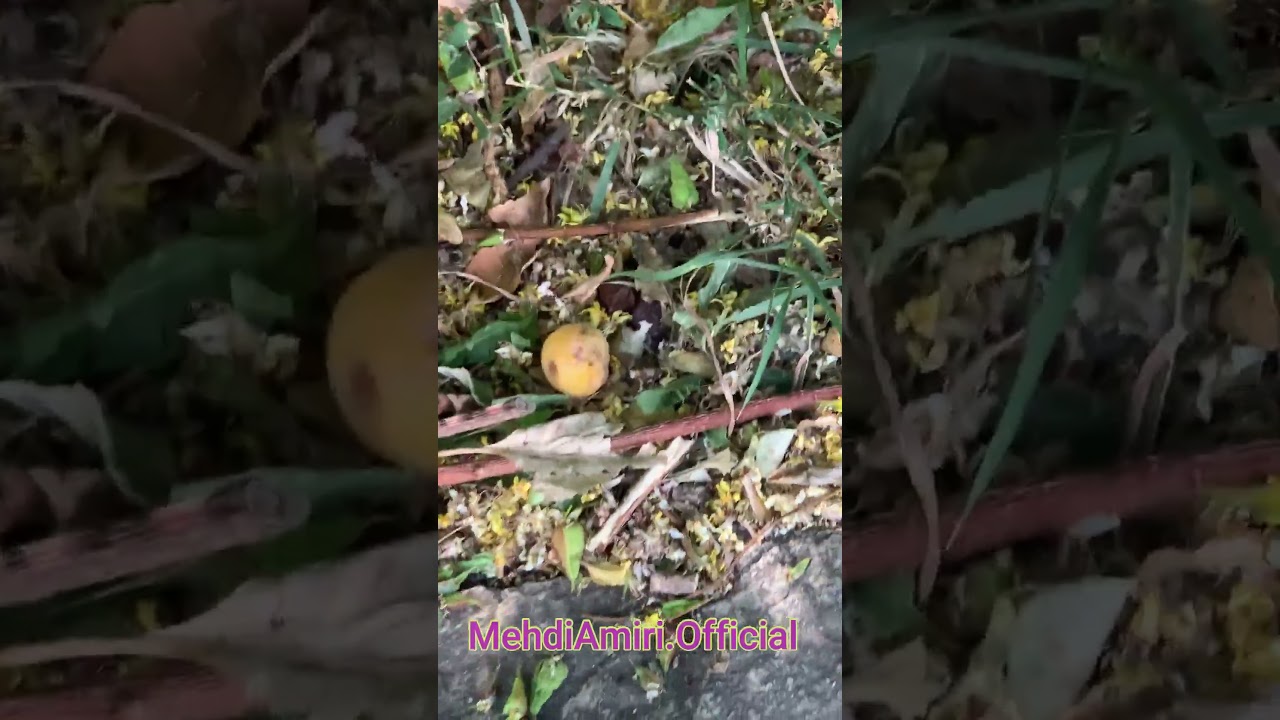 دربارۀ این مقاله بیشتر بخوانید با این همه اکتشافات، کریستوف کلمب جلوی من صفره! 😁😂😎